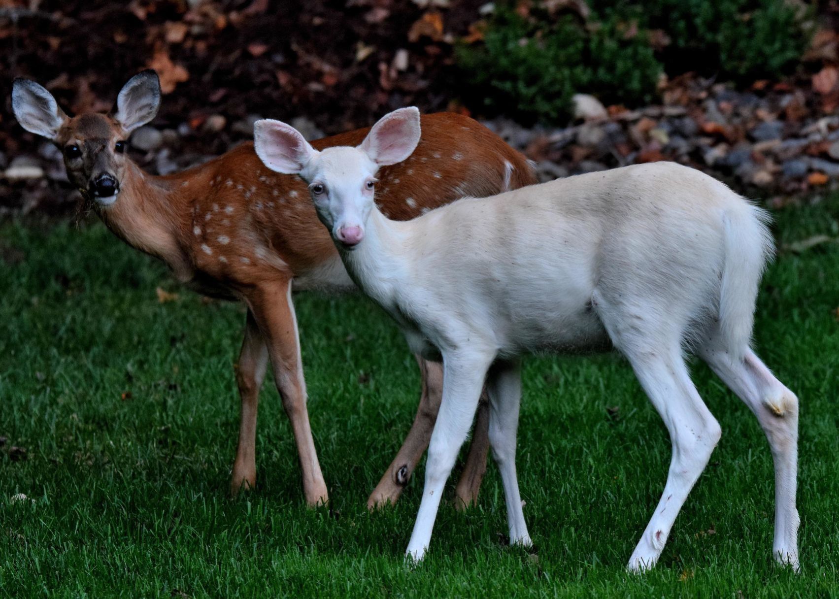 Albino
